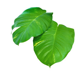 Tropical Australian native monstera or golden photos, ivy arum isolated on white background, clipping path incouded © Venus