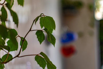 Green and fragile leaves of houseplants, close-up for design background with blur, for decoration and decoration
