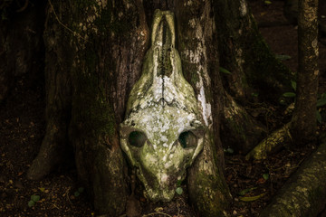 Calavera en la selva de Guatemala
