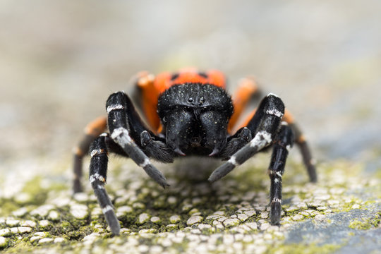 A male Ladybird spider (Eresus sp)