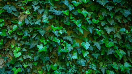 The texture of the old brick wall entwined with ivy. Georgia country. Kutaisi city