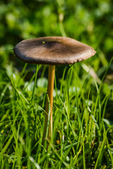 Mushroom isolated in the meadow - closeup