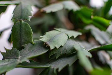 Green and fragile leaves of houseplants, close-up for design background with blur, for decoration and decoration
