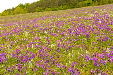 Fototapeta premium landscape near Hohenfelden in Thuringia with purple flowering blossoms in spring