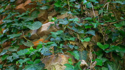 The texture of the old brick wall entwined with ivy. Georgia country. Kutaisi city