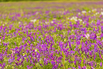 Obraz premium purple flowering field in Thuringia