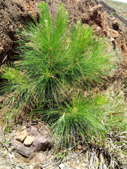 pine tree in the grass
