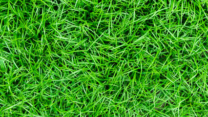 green grass background