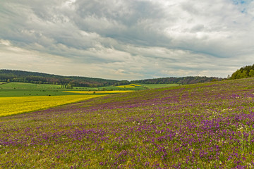 landscape near Hohenfelden in Thuringia with purple flowering blossoms in spring
