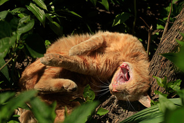 Portrait of red wild cat