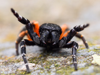 A male Ladybird spider (Eresus sp)
