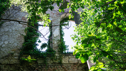 The remains of old building, overgrown with ivy, shrubs and trees. Georgia country. Kutaisi city