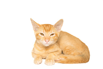 Small beautiful orange kitten in white background