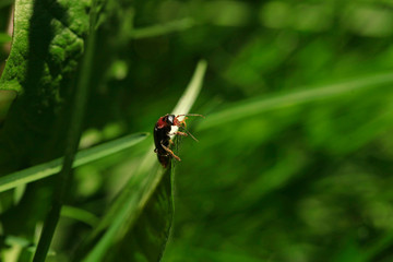 Cute black bug sitting on green grass
