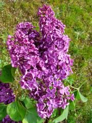 Spring lilac flowers. Lilac flowers for background (Syringa vulgaris). Blooming gardens, abstract soft floral background. Closeup, selective focus.