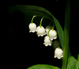 White lilies of the valley