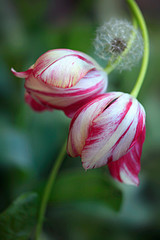 Colorful tulips on nature background