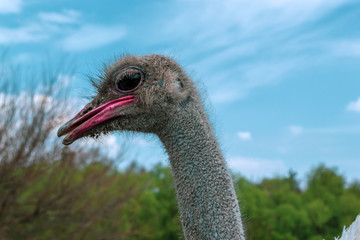Ostrich against the blue sky