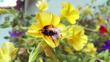 Bumblebee on a yellow flower