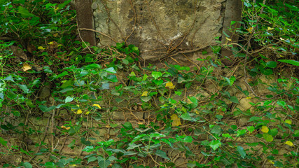 The texture of the old brick wall entwined with ivy. Georgia country. Kutaisi city