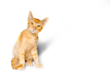 Small beautiful orange kitten in white background