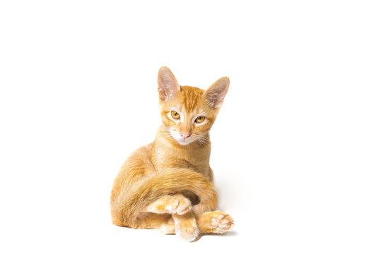 Small Beautiful Orange Kitten In White Background