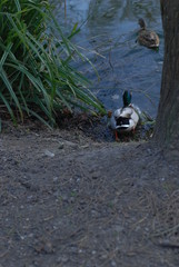 Patos København Osterparken