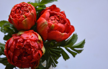 Bouquet of luxurious red peonies on a white background. Floral bright festive composition. Greeting card, congratulations, wallpaper. Top view. Copy space. Flat lay.