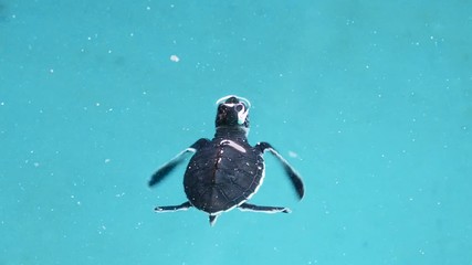 Baby sea turtle in hatcheries and breeding center. Newborn little turtles at wildlife turtle rescue center.