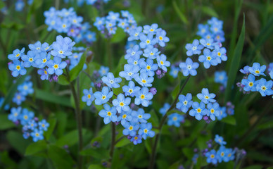 Blue forget me not flowers blooming on green background (Forget-me-nots, Myosotis sylvatica, Myosotis scorpioides).  Spring blossom background. Closeup, low key