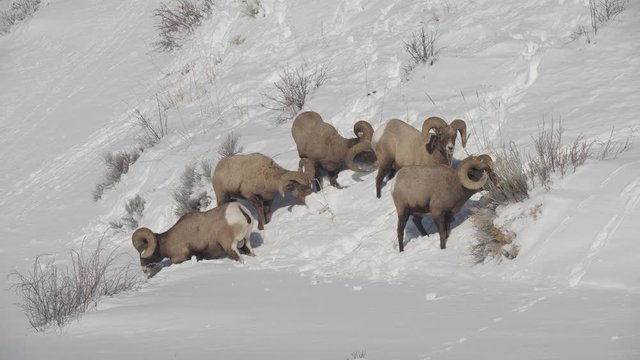 flock of bighorn sheep rams digging for food in winter snow at yellowstone national park in wyoming, usa- 4K 60p