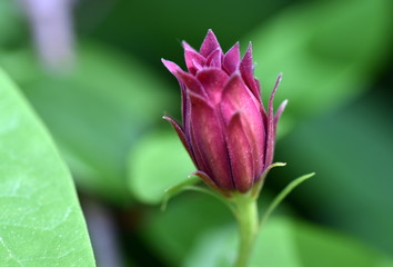 Blüte an einem Gewürzstrauch