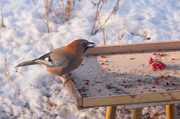 Naklejka premium Jay bird on the feeder