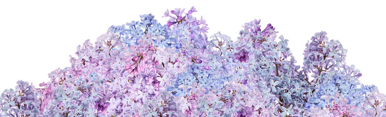 light lush lilac flowers stripe