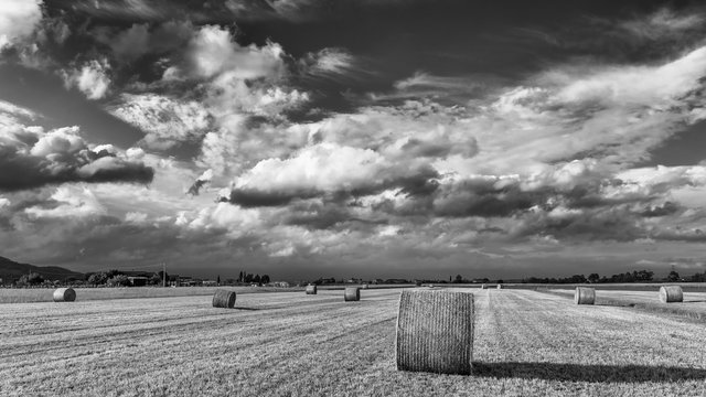 Beautiful round hay bales in the Tuscan countryside, Italy, against a dramatic sky, in black and white