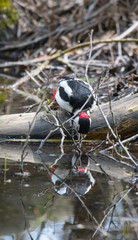 Great spotted woodpecker on a trunk drinking water from a pond in the district of Bromma in Stockholm