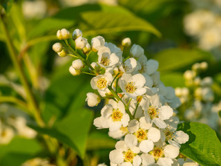 White small and wild tree flowers in blossom.