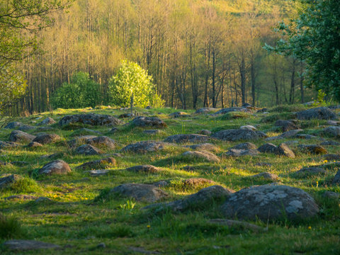 Fields of boulders called Bachanowo, a post glacial landscape. Suwalski landscape park, Podlaskie, Poland