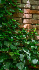 The texture of the old brick wall entwined with ivy. Georgia country. Kutaisi city