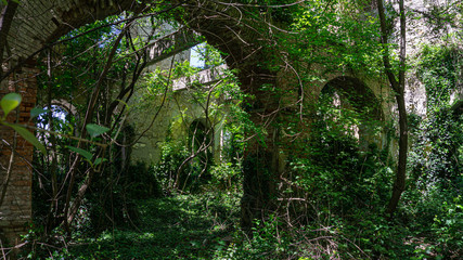 Naklejka premium The remains of old building, overgrown with ivy, shrubs and trees. Georgia country. Kutaisi city