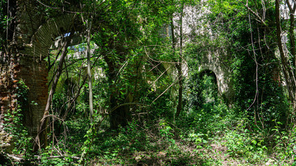 The remains of old building, overgrown with ivy, shrubs and trees. Georgia country. Kutaisi city