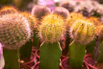 Beautiful cacti. Room decorative exotic cacti.