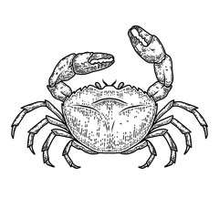 Illustration of sea crab in engraving style. Design element for logo, label, sign, emblem, poster.