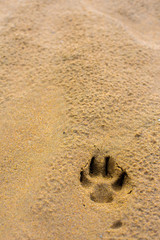 Fototapeta na wymiar Dog footprints on a wet sandy beach with copy space for text.