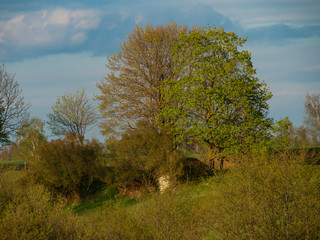 Fototapeta premium Spring trees, some already with leafs, some still without. Spring time, Suwalski landscape park, Podlaskie, Poland