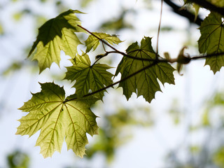 maple leaves in the glow of the sun on the tree