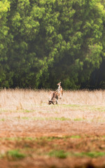 Canguros en Australia