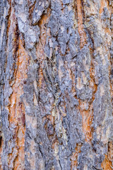Background image of the bark of a coniferous tree