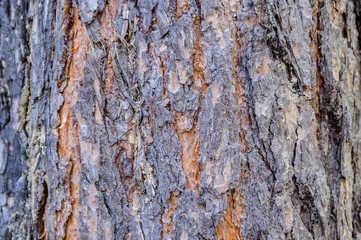 Background image of the bark of a coniferous tree