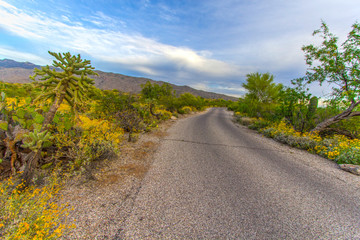 Fototapeta na wymiar Scenic Desert Drive Through Saguaro National Park In Arizona. 